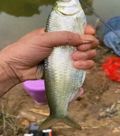 白条不是秒到?