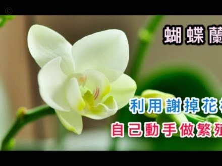 套花呗需要手续费吗