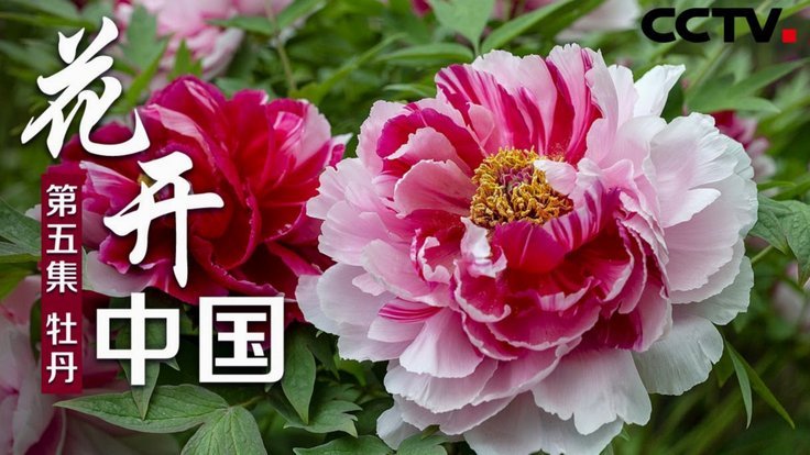 套花呗需要手续费吗