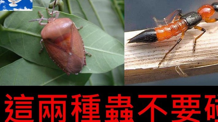 便荔卡包到底能提现吗？专业分析指南