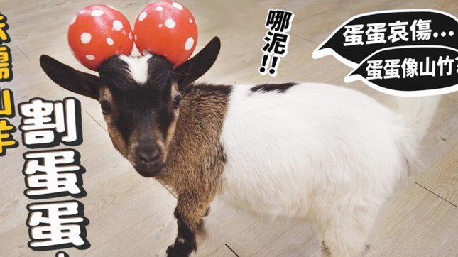 羊小咩订单取消难题
