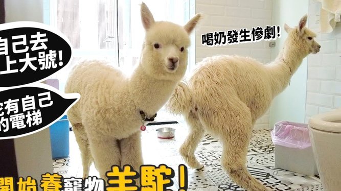 羊小咩额度怎么自己刷出来