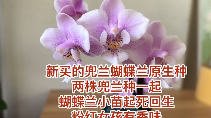 怎么套拿去花