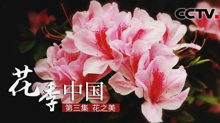花呗出现问题找谁解决
