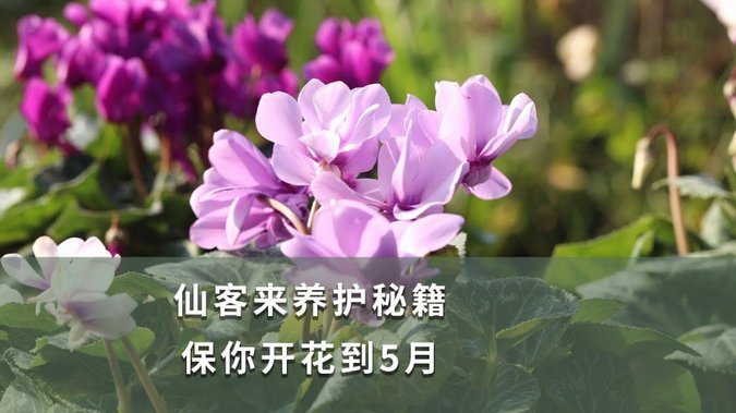 怎么套花呗出来用