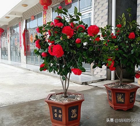 花呗是骗局