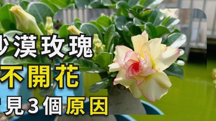 拿去花取现到底要多久？解析影响资金到账的关键因素